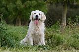 GOLDEN RETRIEVER 945
